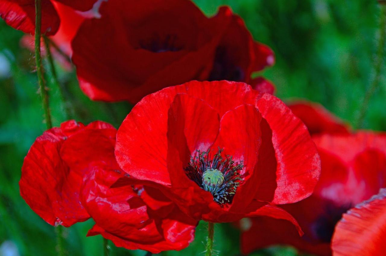 Poppy Flower Apartment Budapest Ngoại thất bức ảnh