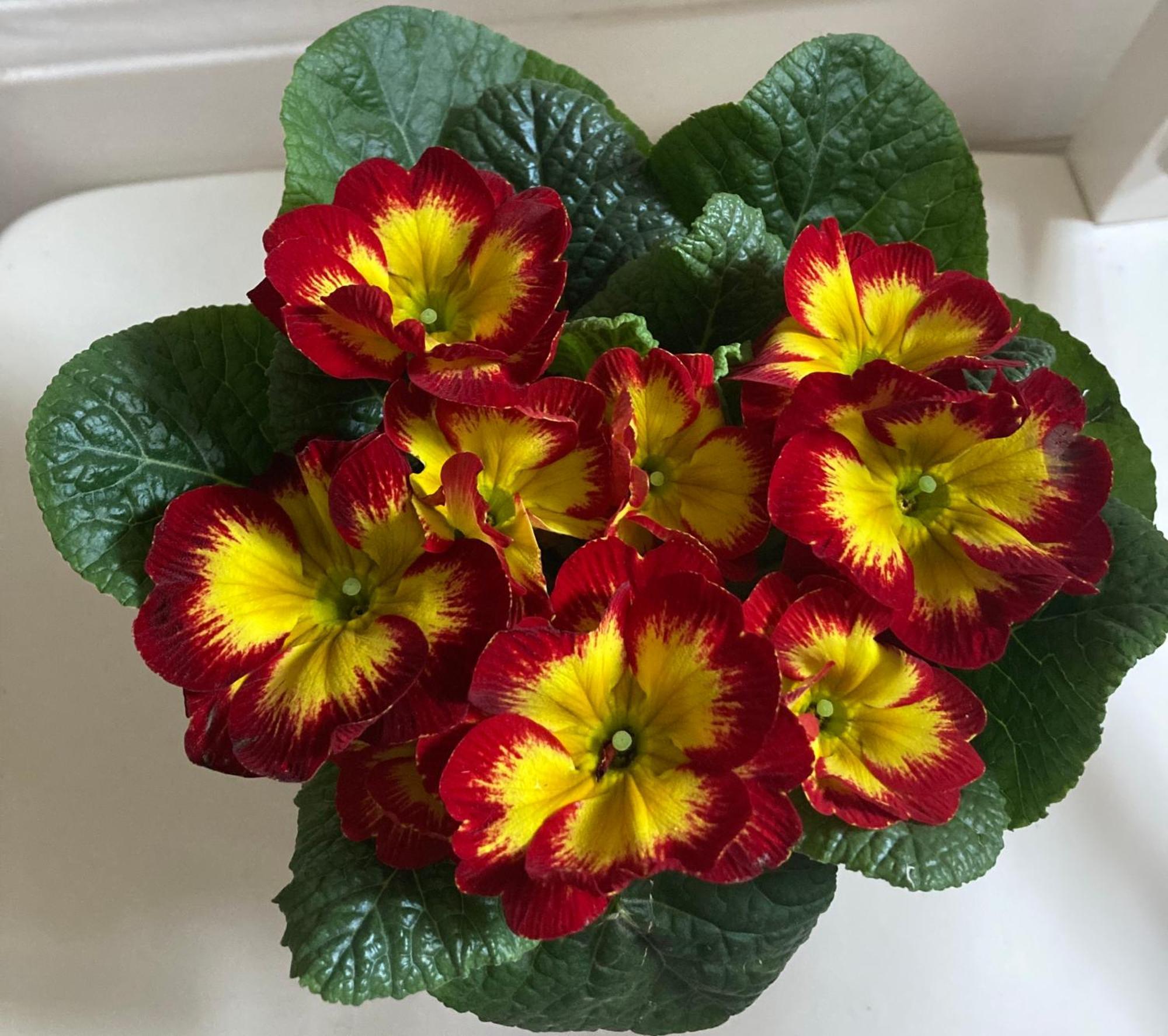 Poppy Flower Apartment Budapest Ngoại thất bức ảnh