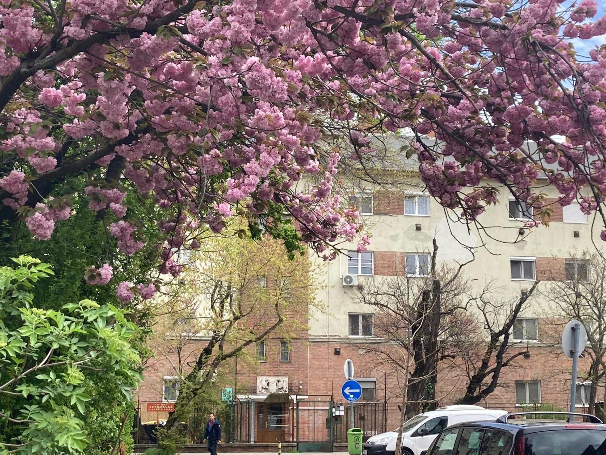 Poppy Flower Apartment Budapest Ngoại thất bức ảnh